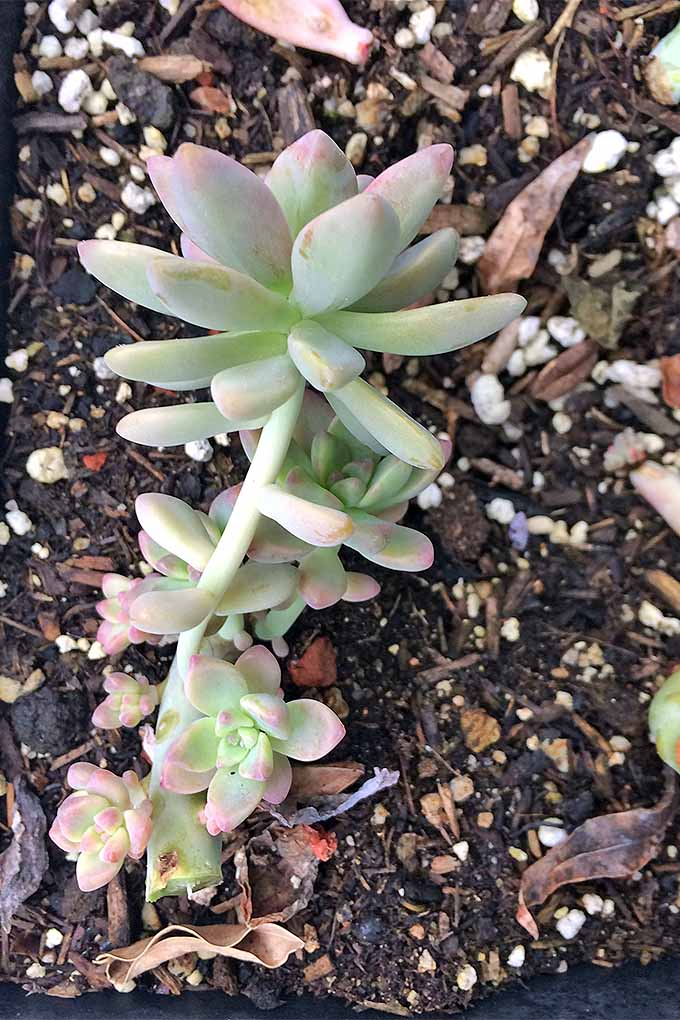 一个修剪多肉植物为新的生长腾出空间的近距离垂直图像。