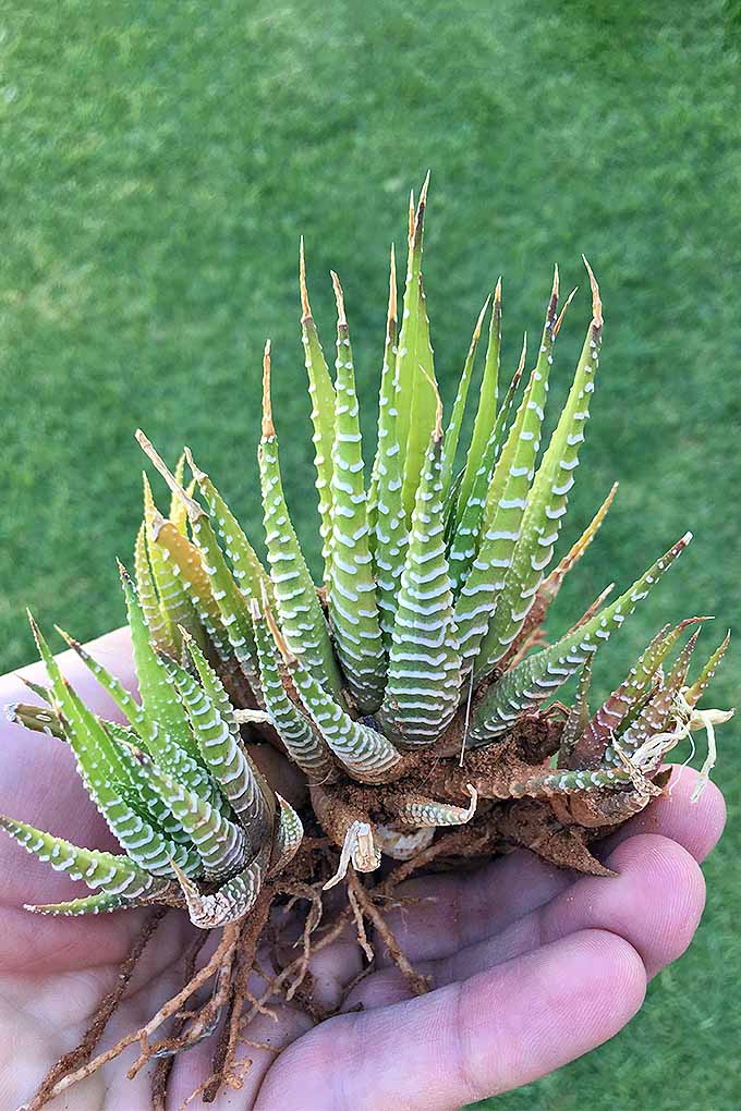 一个手拿着斑马仙人掌(或haworthia)的近距离垂直图像,它的根暴露出来,准备分裂和开始新的植物。BOB体育APP苹果下载