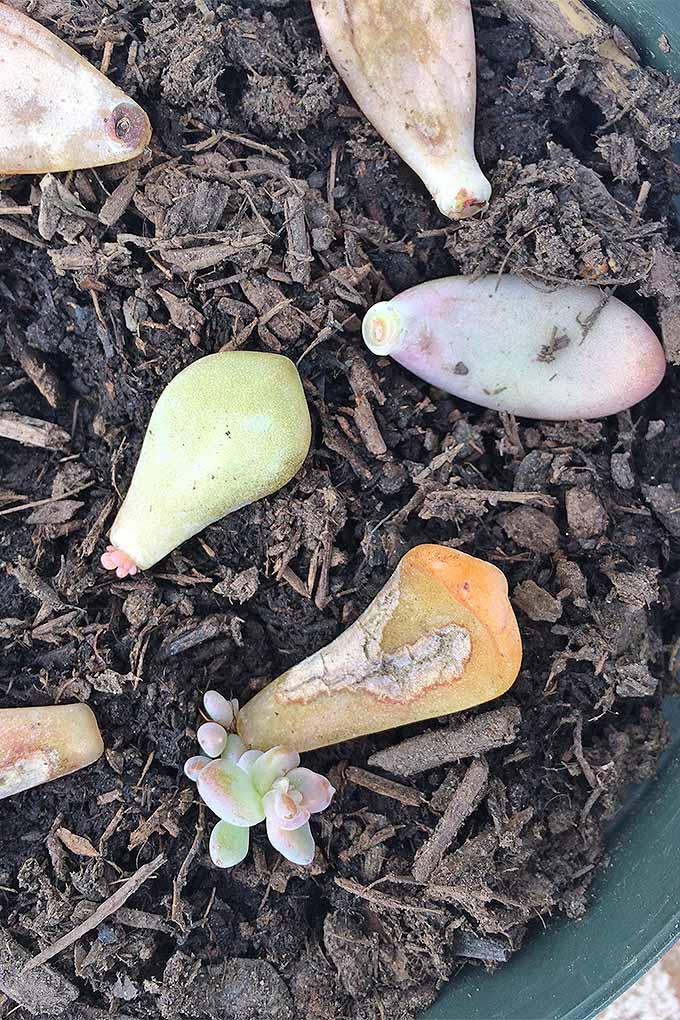 一个近距离垂直图像的多汁的叶子已经种植在土壤中,并开始生长。