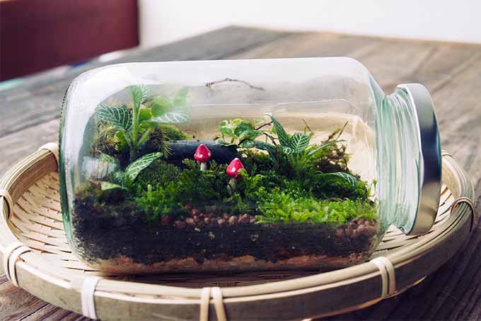 学习如何创建一个迷你景观在一个玻璃箱| GardenersPath.com