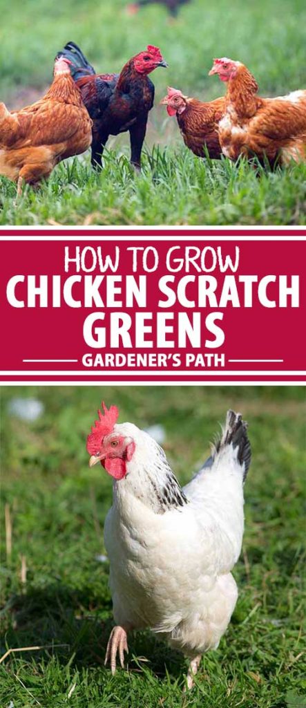 一组拼贴照片,显示鸡在院子里自由放养。