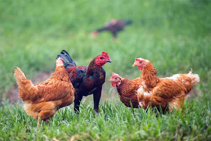 给你的鸡吃新鲜的蔬菜,你会得到更健康的鸡蛋