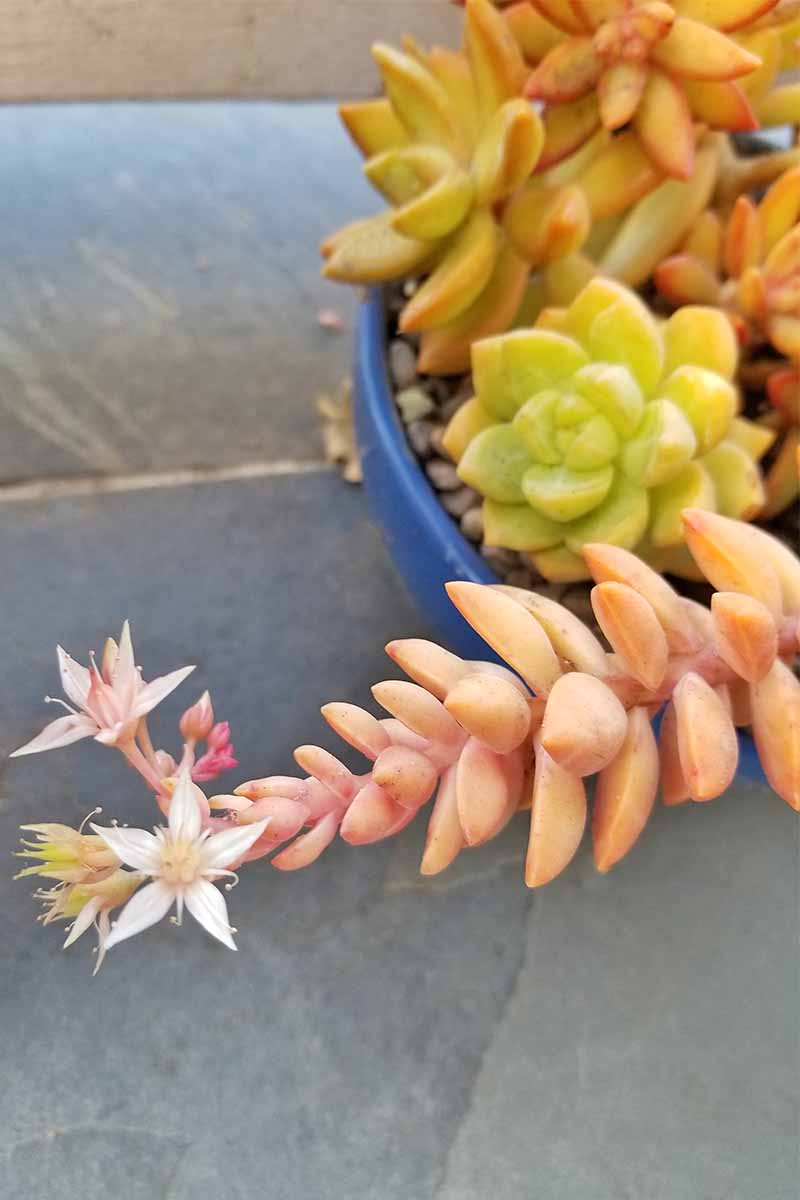 很长,粉红色的肉质茎白色星形花最后是在前台,小浅种植更多的绿色和橙色的标本,石板瓦。