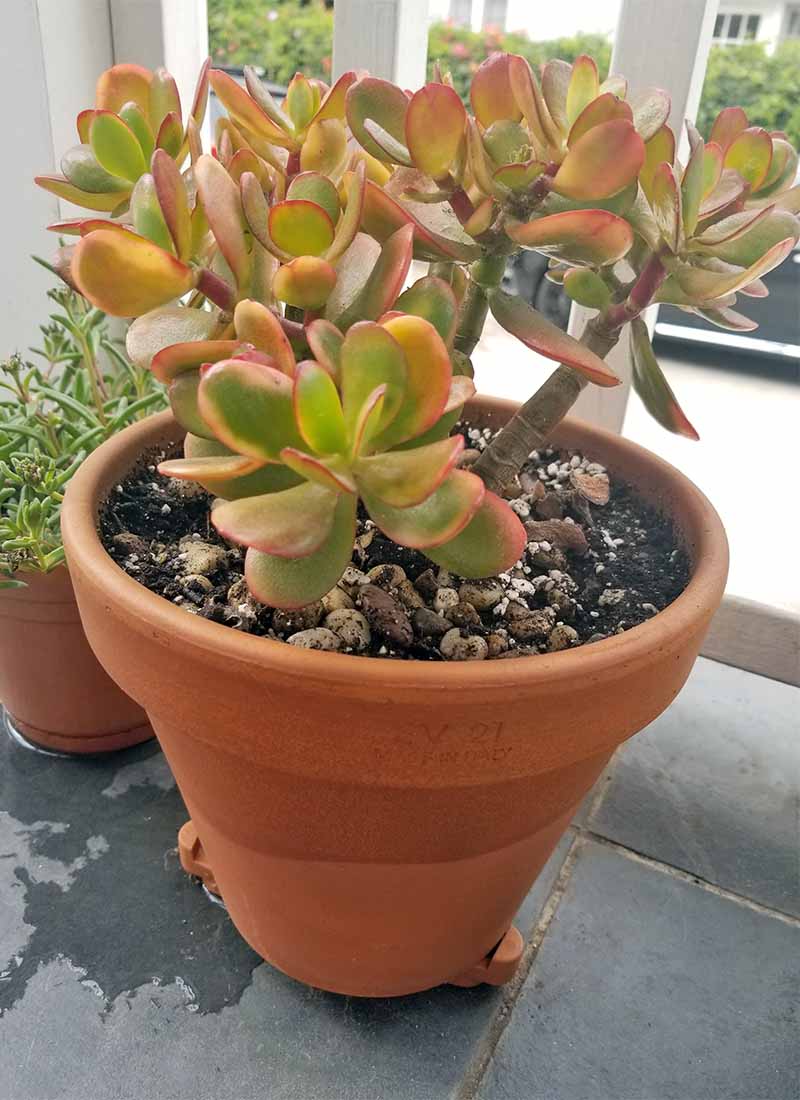 绿色玉植物,叶子与红色和橙色,生长在棕壤顶部有米色的鹅卵石,在红土壶,石板瓦盆栽冰旁边。