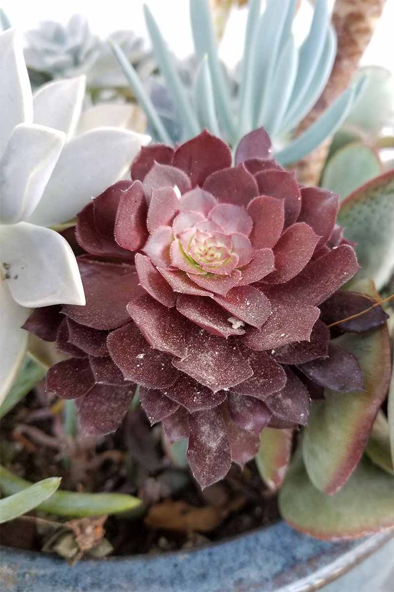 白色网络式的证据水蜡虫栗色肉质植物,周围其他植物在不同深浅的蓝色和绿色。BOB体育APP苹果下载