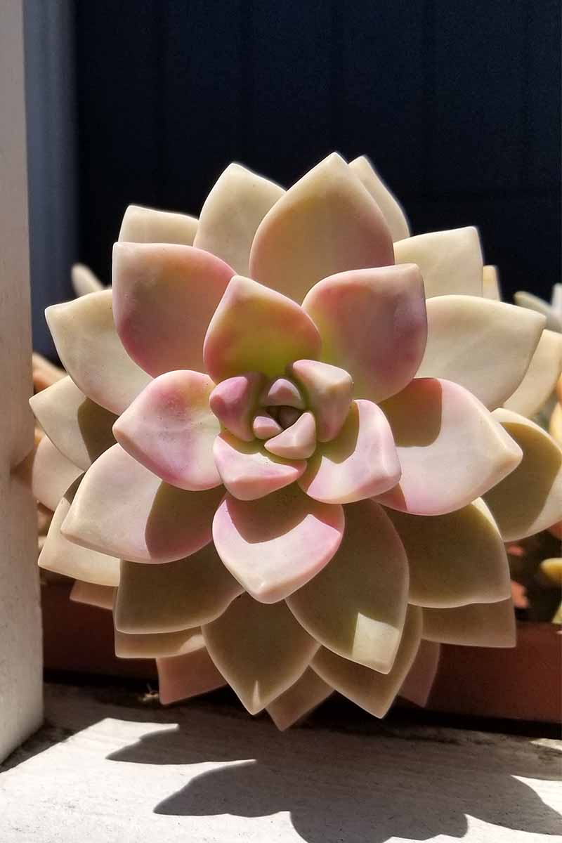 一个粉红色的多汁的玫瑰,在明亮的阳光下成长。