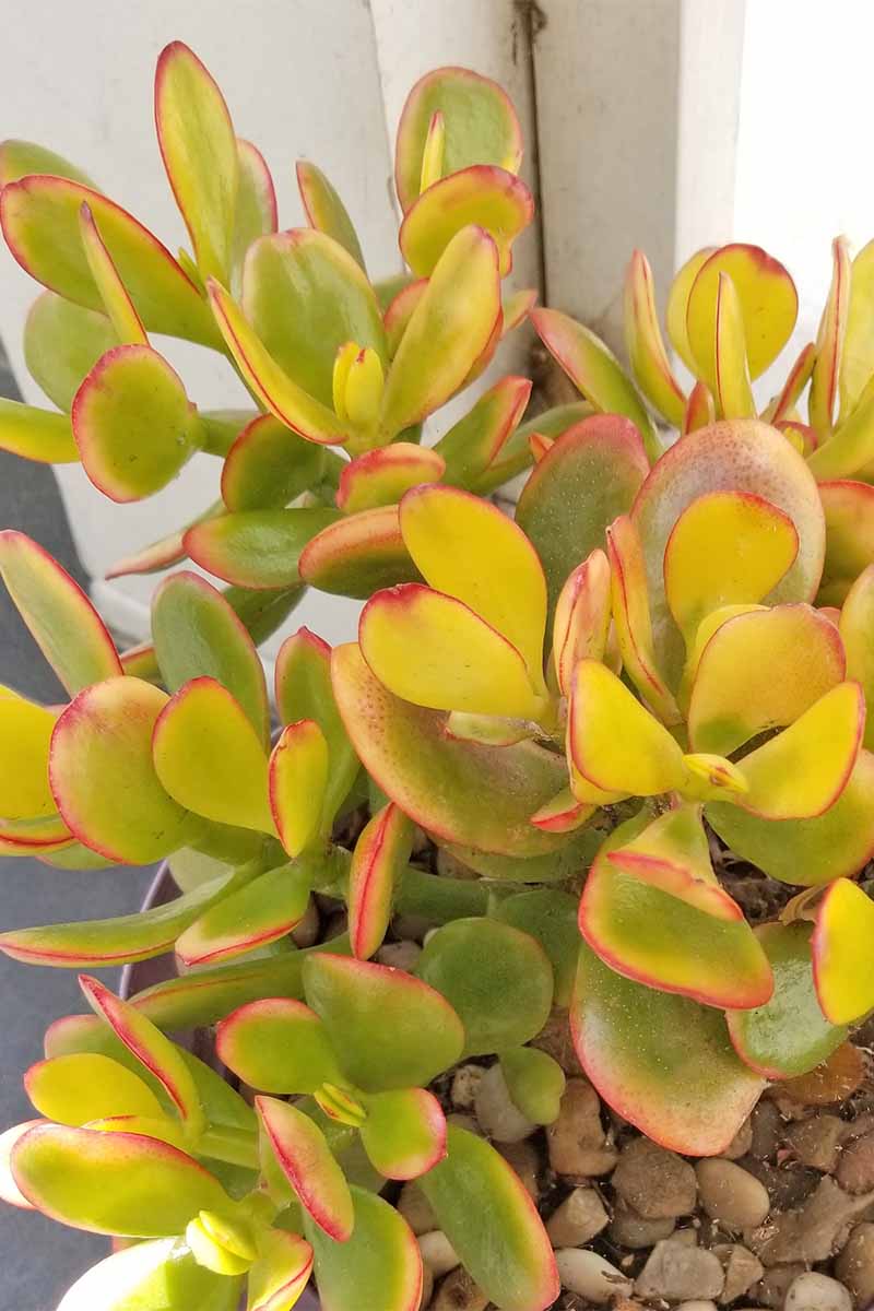 特写镜头的水分过多玉植物与光黄绿色叶与红色,生长在一个锅顶着石子。