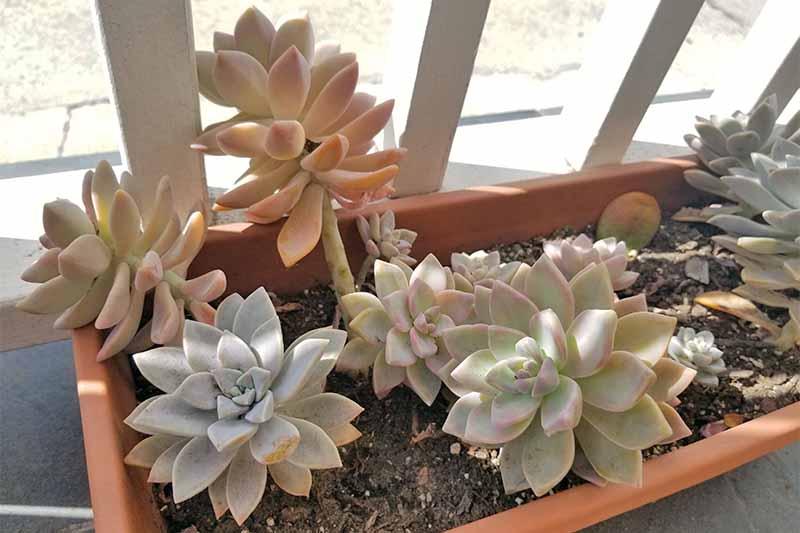 蓝绿色和粉红色肉质植物在一个矩形的橙色塑料花盆向棕色土壤,生长在一个白色的栏杆。