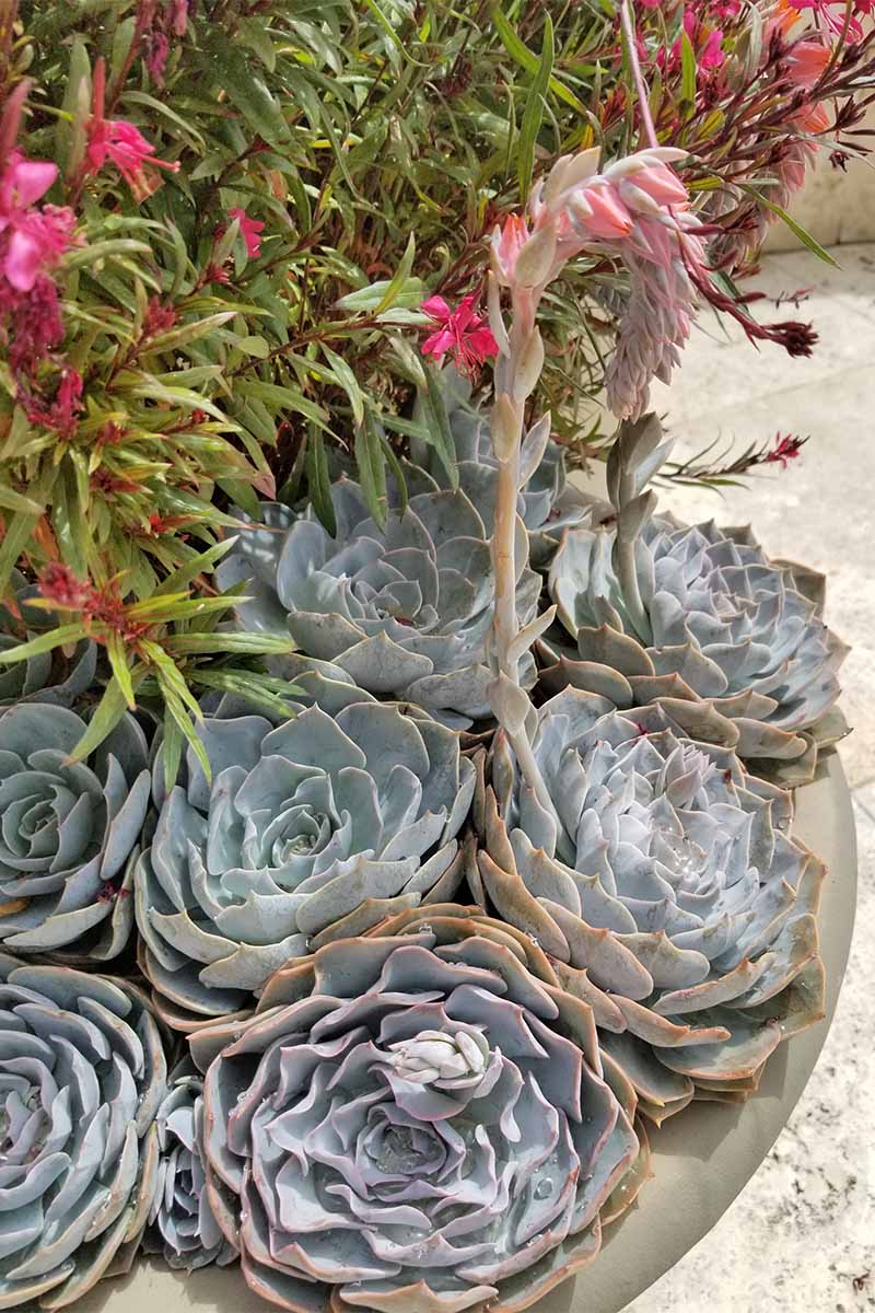 灰蓝色多汁花结长,单茎顶着粉色的花,在一个水泥与其他植物种植园主。