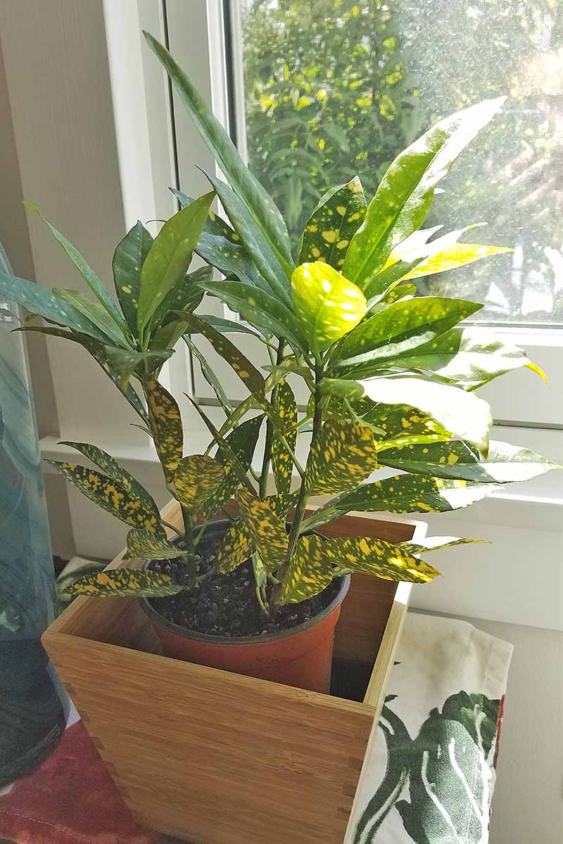 在一扇窗户前明亮的阳光下,方形竹花盆里的橙色塑料花盆里生长着一株小的紫菀“金粉”。