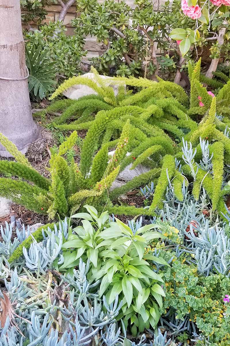 垂直图像芦笋蕨类,多肉植物,和其他植物在花园床,与树干为背景。BOB体育APP苹果下载