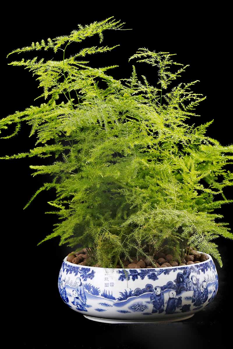 垂直图像的盆栽芦笋蕨类在一个蓝色和白色的陶瓷锅,在黑色背景,从上面点燃。