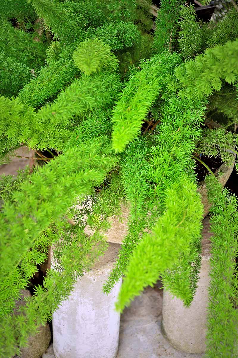 垂直紧密裁剪的图像充满活力的绿色芦笋蕨类植物,灰色水泥块下面。