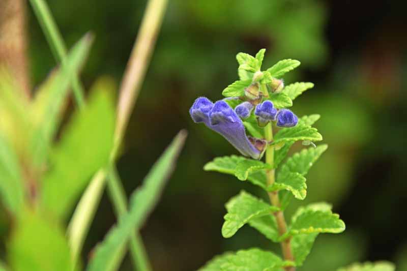 接近水平的薰衣草色的花荆芥x. faassenii,图片在一个软焦点背景。