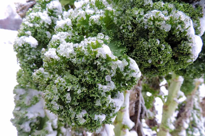 密切的绿色花羽衣甘蓝,覆盖着薄霜,雪在后台。