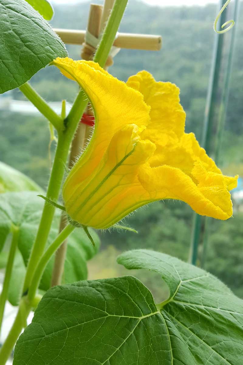 近距离垂直拍摄的雄性南瓜花,亮黄色,茎薄,在软焦背景下拍摄。