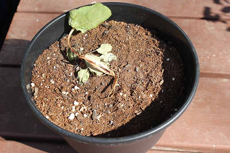 在明亮的阳光下,一个黑色的塑料花盆里,一株枯萎死亡的小大黄植物。