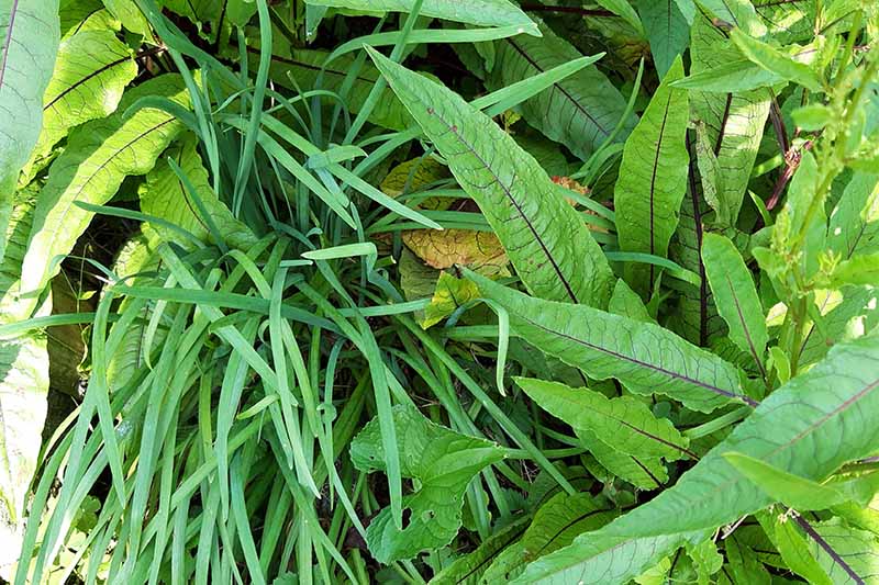 结束了自顶向下的照片大蒜韭菜种植在花园里在阳光。