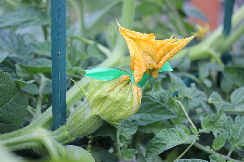 密切了hand-pollinated花的花瓣轻轻绑在一起,以确保没有错误可以输入,在花园里见软焦点的背景。