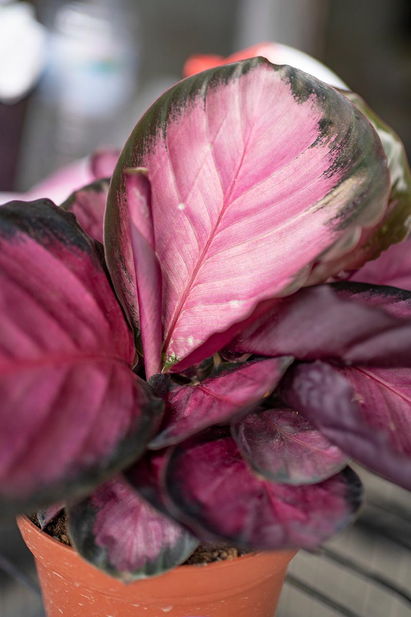 一个近距离垂直图像的玫瑰Calathea玫瑰“玫瑰色”植物生长在一个小花盆拍摄的软焦点背景。