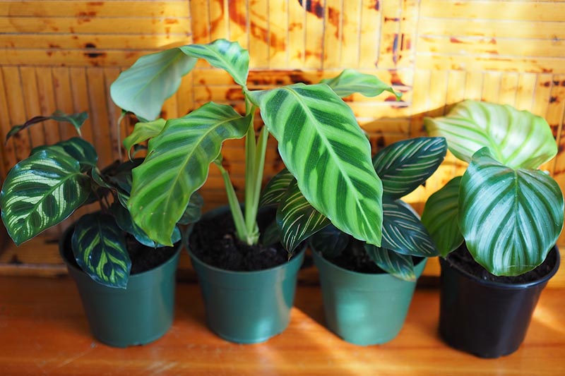 这是在明亮的阳光下拍摄的四棵长在塑料盆里的calatheBOB体育APP苹果下载a植物,它们被排成一排放在木头表面上。