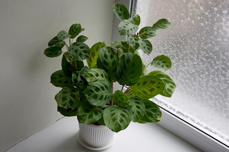 兔脚祈祷植物(Maranta leuconeura var. kerchoveana)的近距离水平图像,生长在室内窗台上。