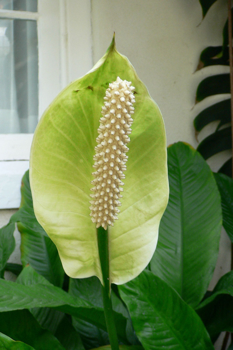 一个近距离垂直图像的绿色直立spathphylum flororibundum生长在窗台外。