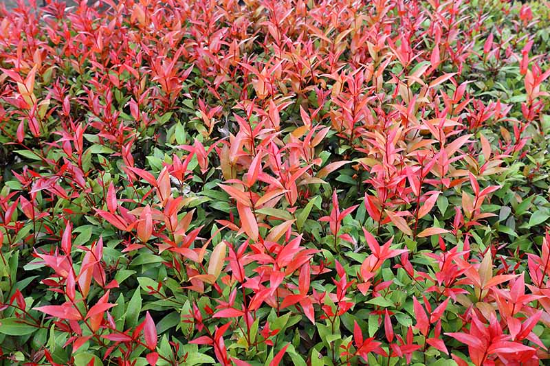 近距离水平图像的P. x fraseri '红知更鸟'的叶子生长在花园里。