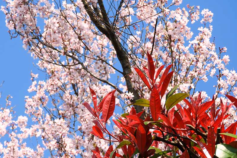 樱花在蓝天背景下的水平图像,前景是红色的石楠叶。