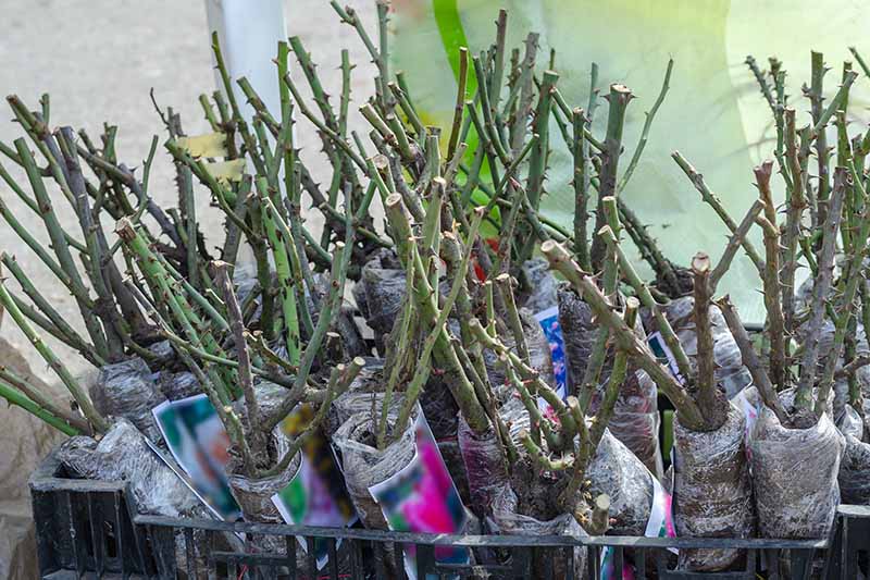 一个近距离的水平图像裸根玫瑰准备种植设置在塑料箱。