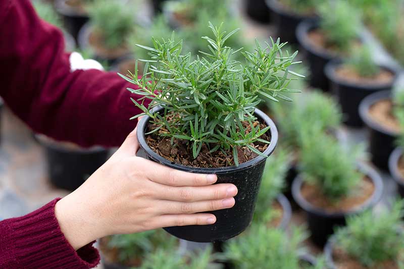 一个近距离的水平图像,从框架的左边两只手拿着一个小迷迭香植物生长在一个黑色的塑料花盆。