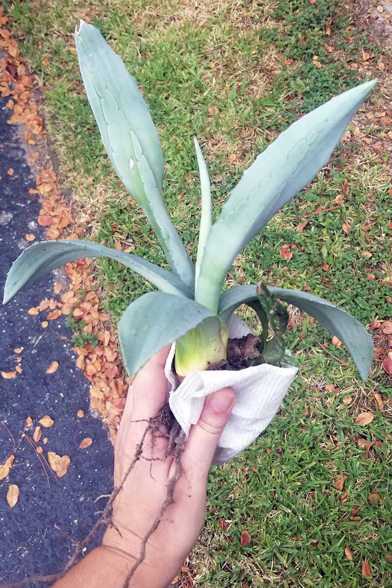 一个近距离垂直图像的裸根龙舌兰植物准备在花园中设置。