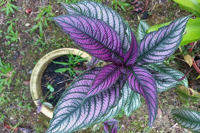 小波斯的近水平形象保护植物生长在托儿所锅。