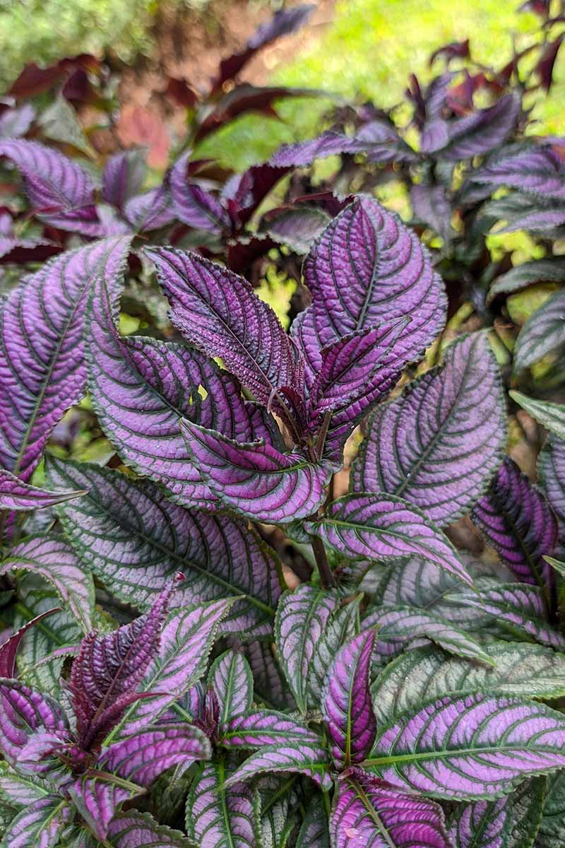 关闭垂直波斯保护植物的形象在后院。BOB体育APP苹果下载