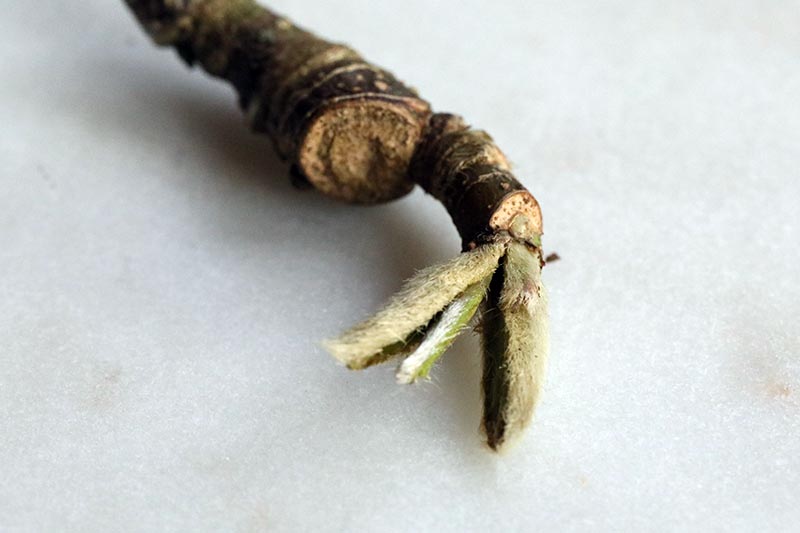 一个近距离的水平图像剪花蕾在树枝的末端。