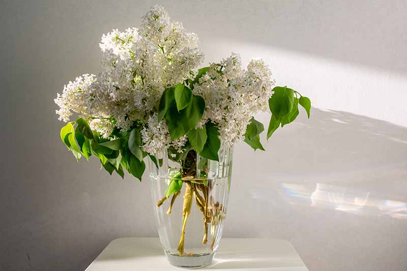 一个近距离水平图像的紫丁香花在一个玻璃花瓶。