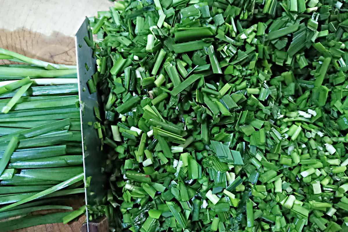 一个近距离的水平图像的刀切大量的大蒜韭菜(Allium tuberosum)。