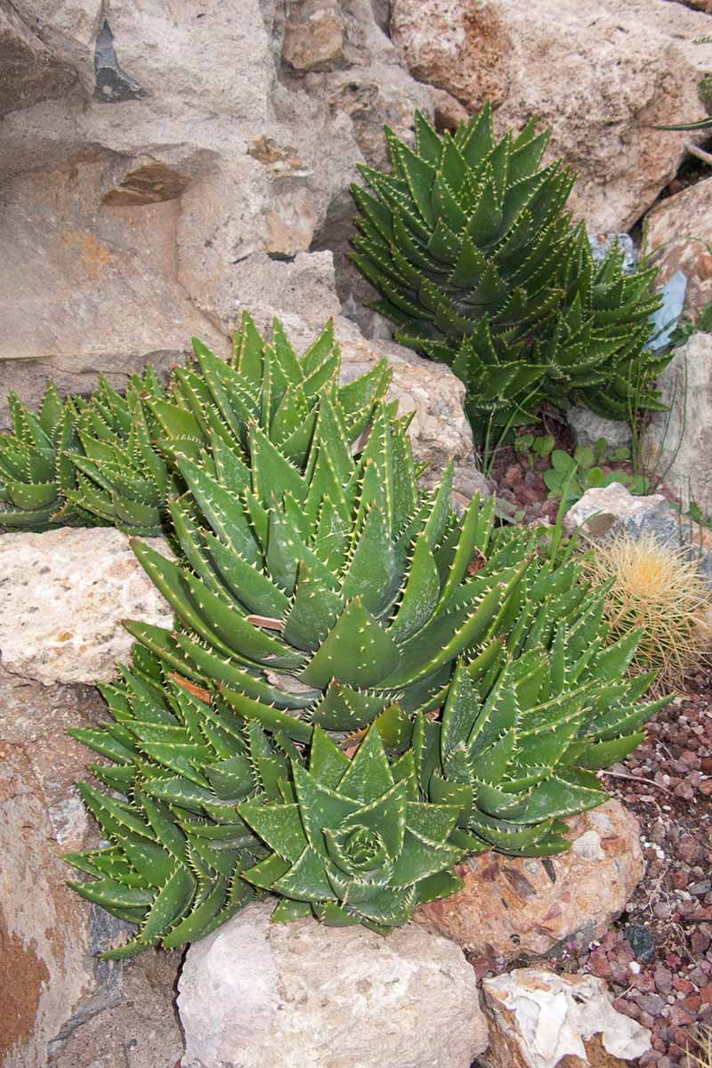 一个近距离垂直图像的芦荟植物生长在一个岩石花园。BOB体育APP苹果下载