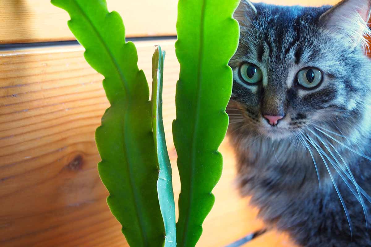 一只毛茸茸的灰色猫在一株兰花仙人掌后面偷偷摸摸的近距离水平图像。