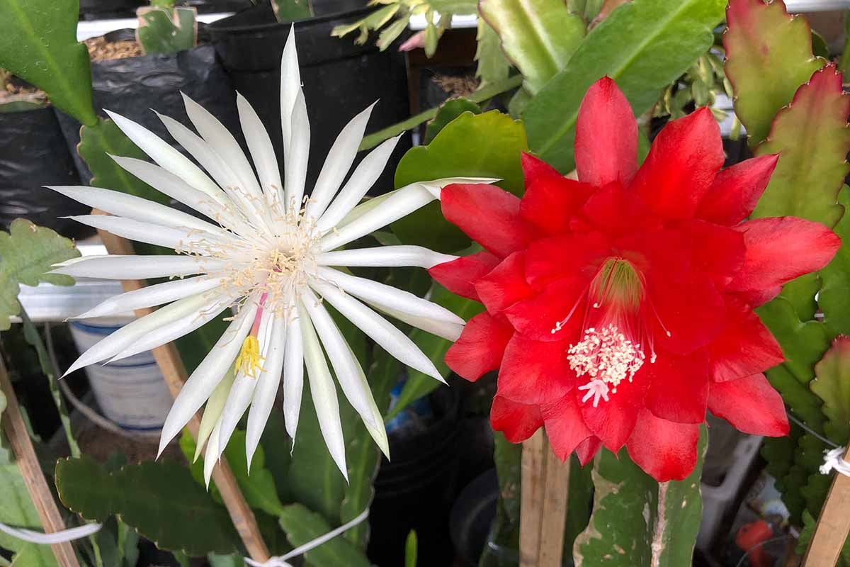 两朵昙花在室内生长的近距离水平图像。