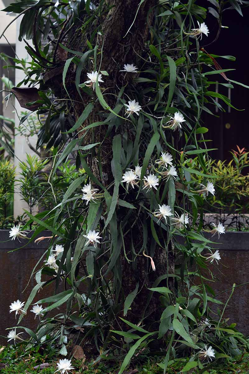 一个大型兰花仙人掌(Epiphyllum oxypetalum)在室外花盆中生长的近距离垂直图像。