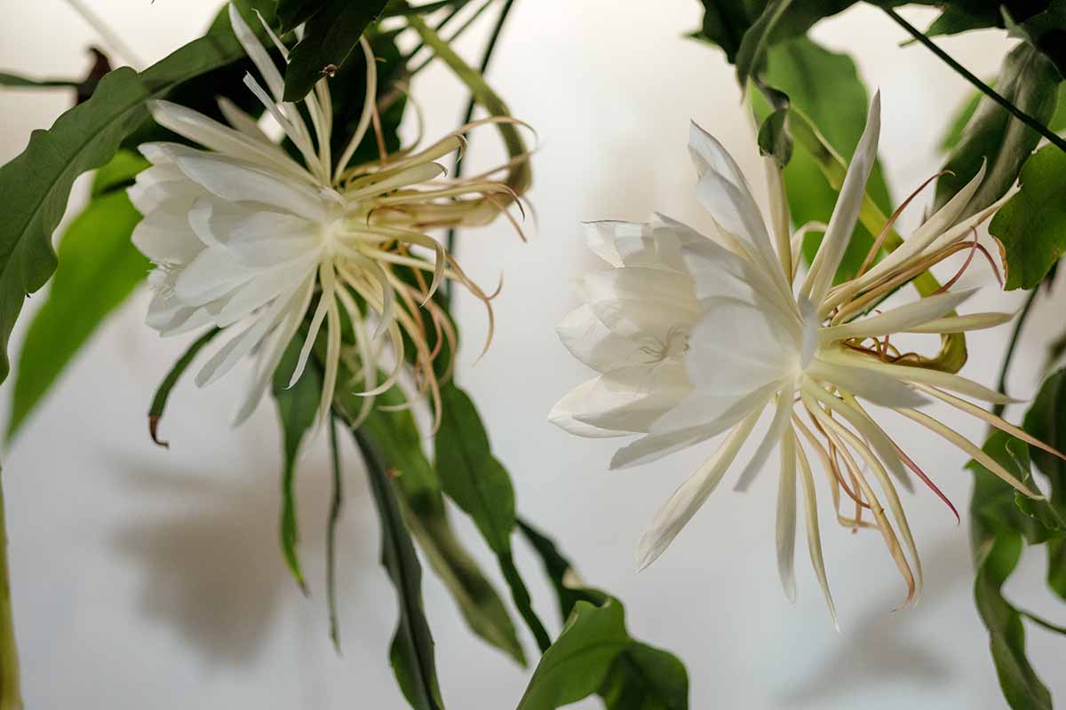 夜间女王的白色花朵(昙花)在室内生长的近距离水平图像。