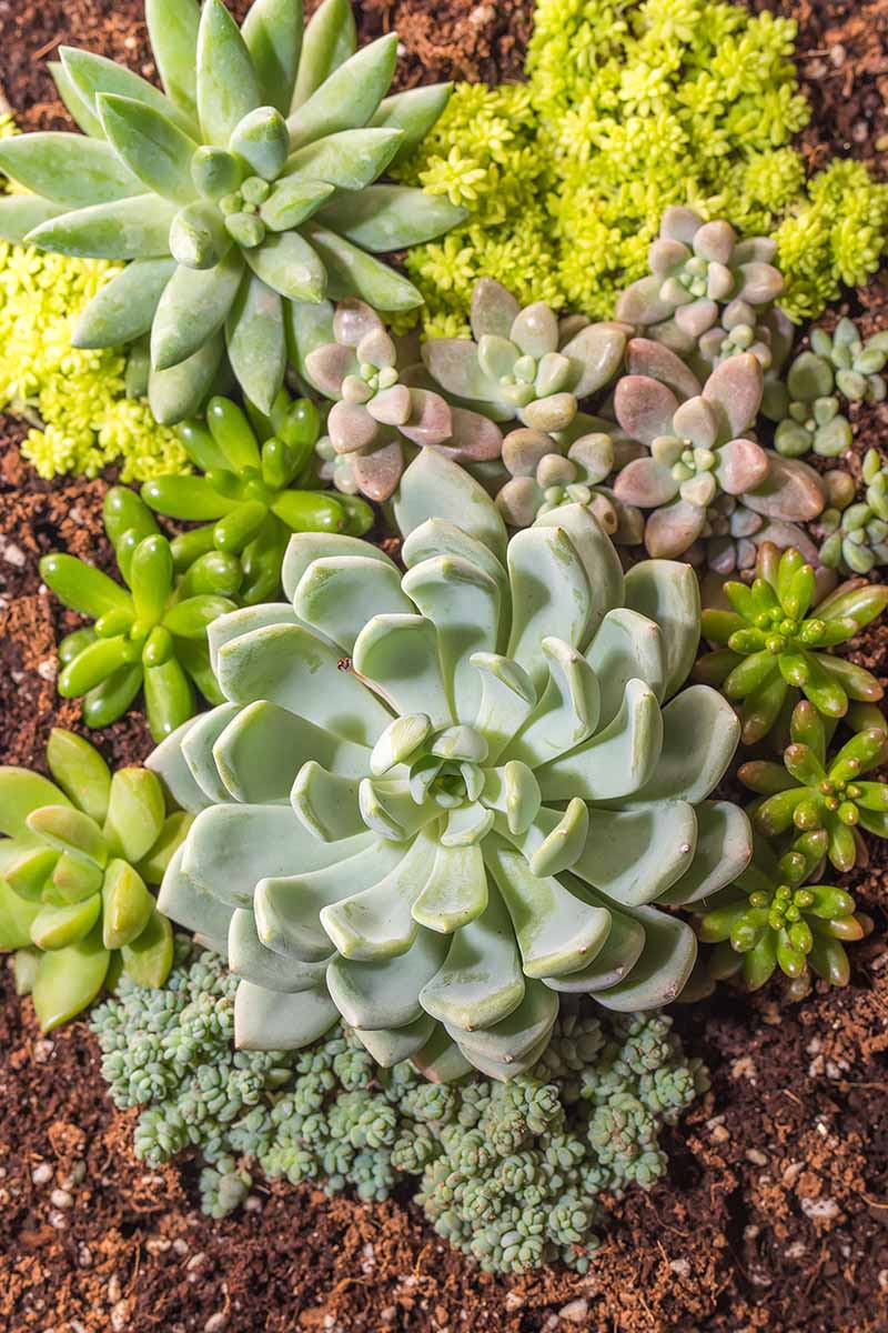 一个近距离垂直图像的各种不同的多肉植物生长在花园里。