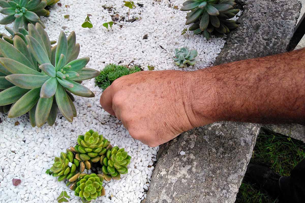 一个近距离的水平图像,从框架右侧的手种植多肉植物在岩石边界。BOB体育APP苹果下载
