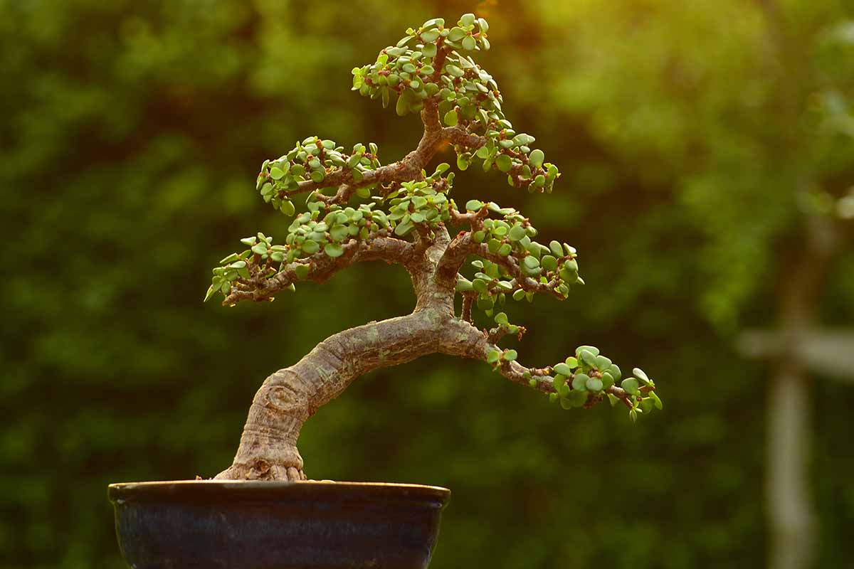 一个近距离的水平图像的象灌木(马齿苋)生长作为一个盆景拍摄在一个软焦点背景。