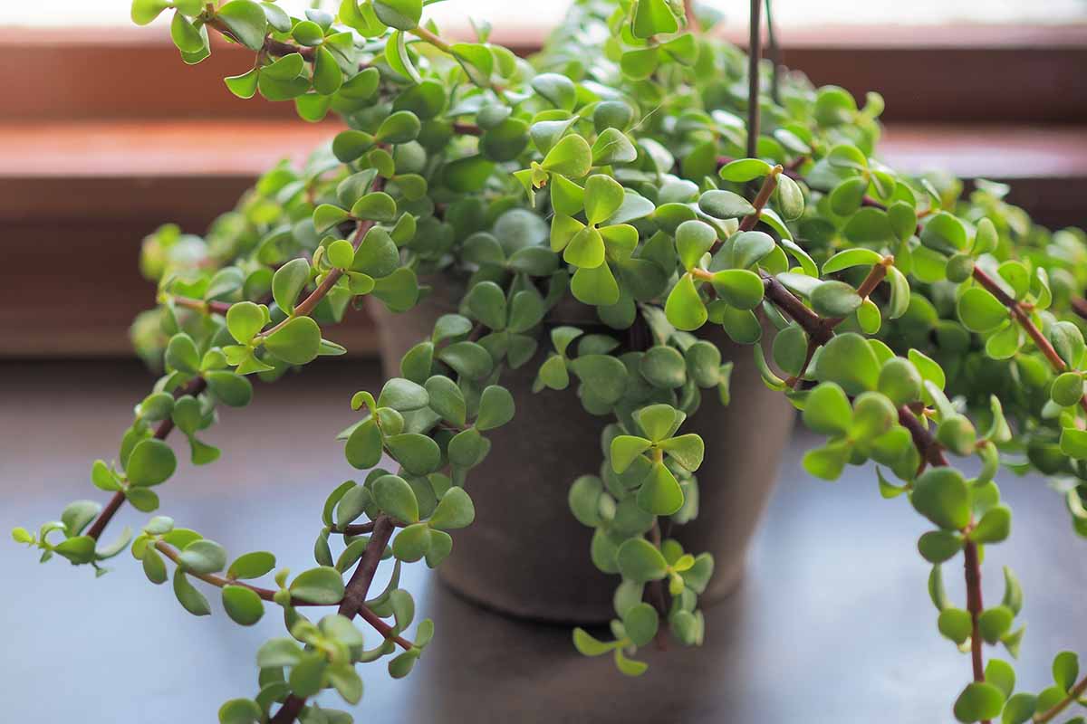一个近距离水平图像的盆栽Portalacaria afra植物设置在窗台上。
