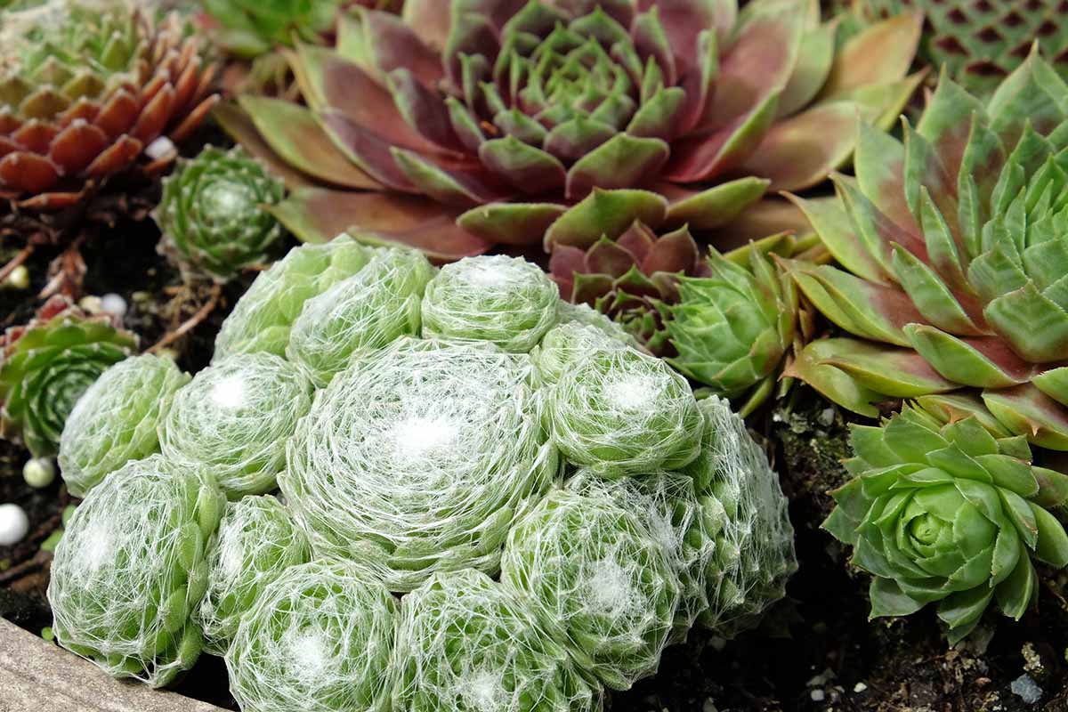 在多汁花园中生长的永生植物的近距离水平图像。BOB体育APP苹果下载