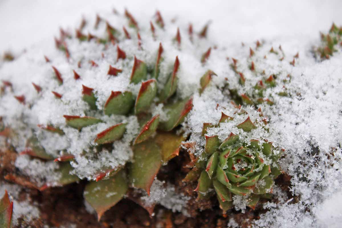 积雪覆盖下的多肉永生植物的近距离水平图像。BOB体育APP苹果下载