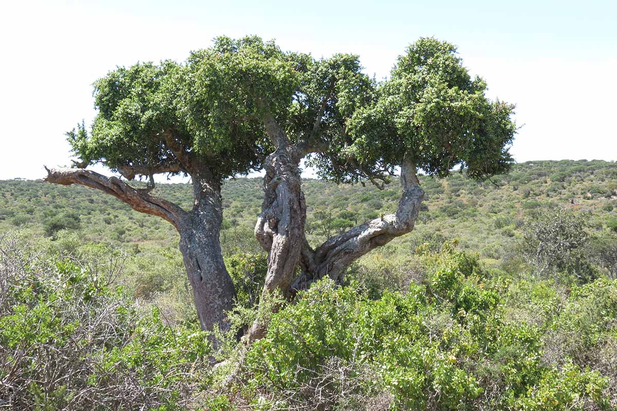 南非卡鲁地区的一大片象丛(Portulacaria afra)的近距离水平图像。