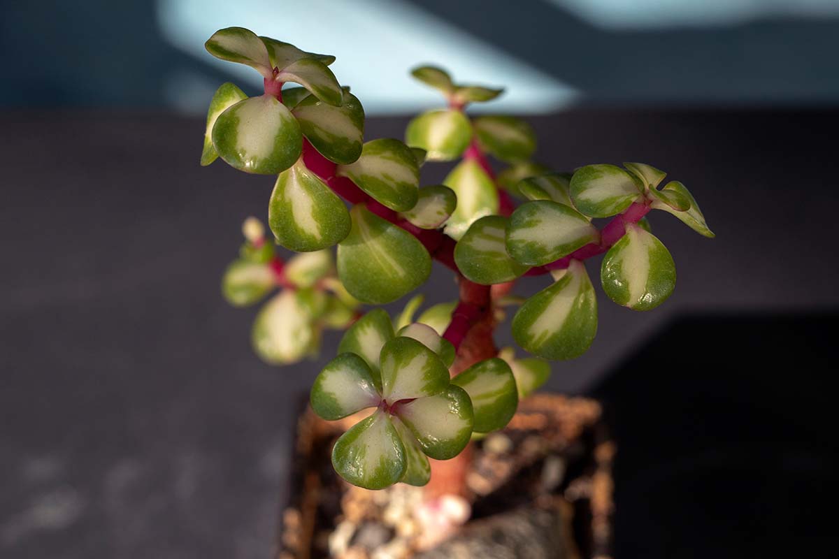 斑叶的近水平形象象布什Portulacaria身兼“五分镍币Picta“软焦点的背景图。
